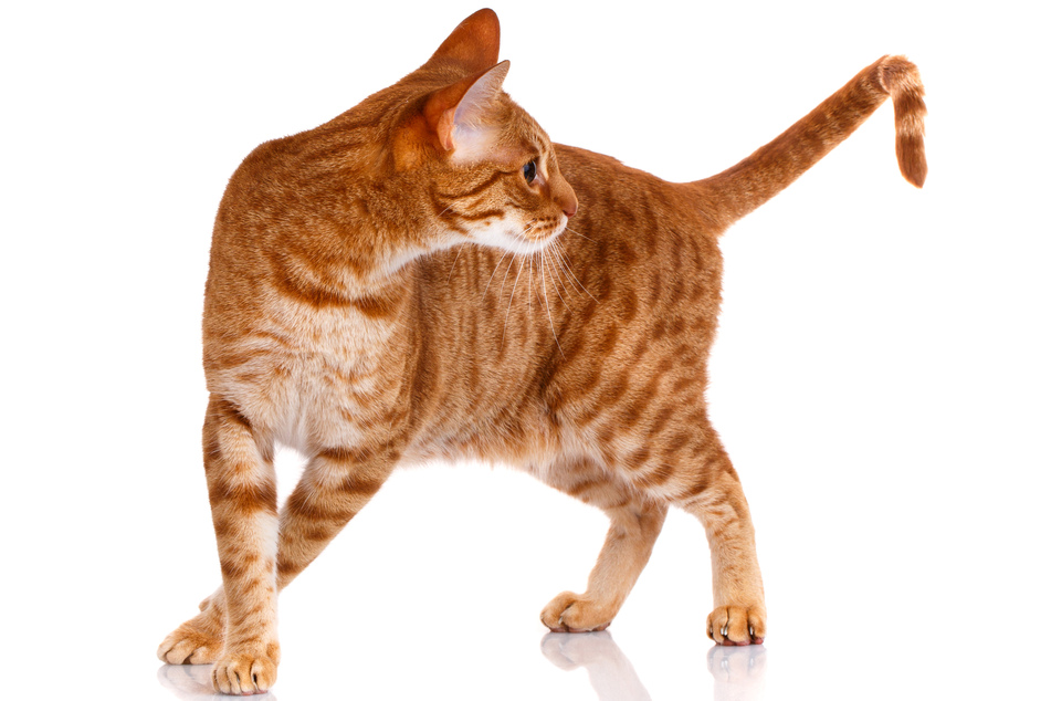 Orange tabby cats like the ocicat are often exceedingly speedy.