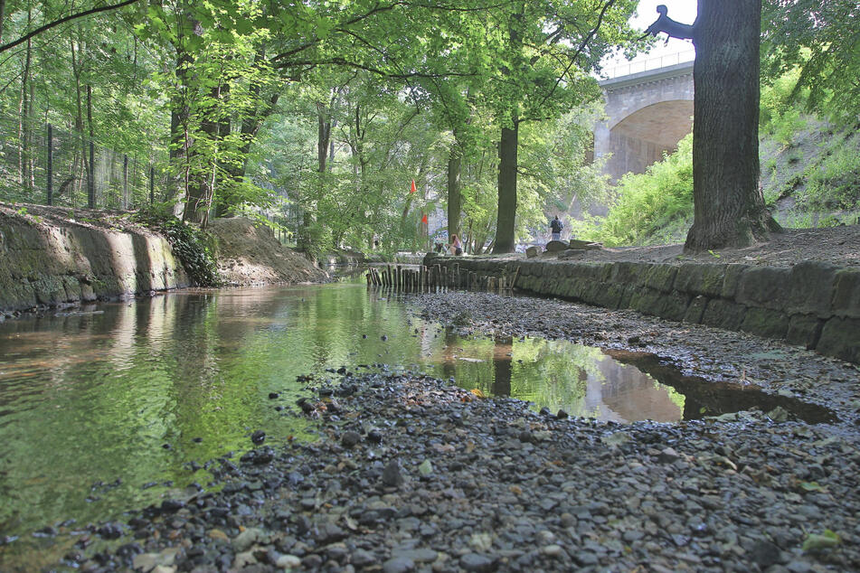 In der Prießnitz, einem Nebenfluss der Elbe, fließt zurzeit nur wenig Wasser.