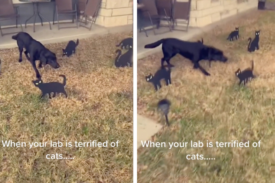 A dog named Maverick was startled by the black cats his owners put in their yard as a Halloween decoration.