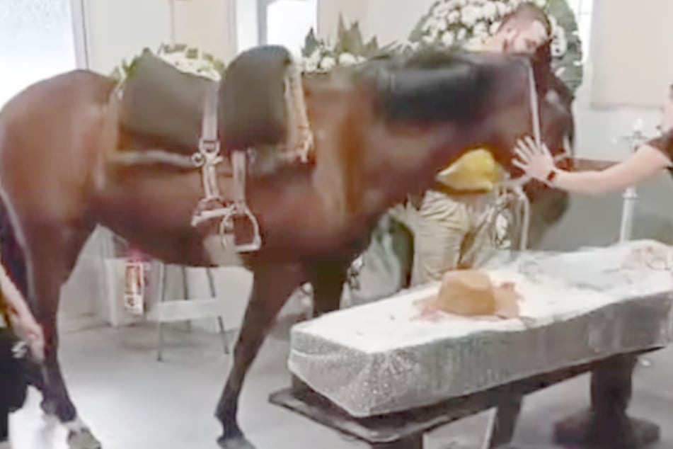 Am offenen Sarg stieß das Pferd ein trauriges Wiehern aus.