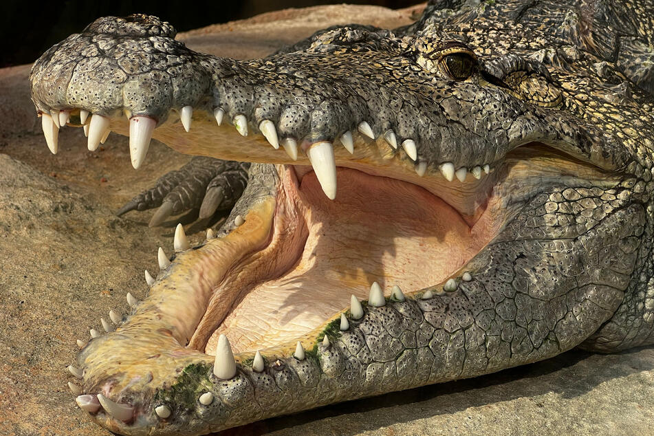 An elderly Florida woman was walking her dog on Monday around a pond when a 700-pound alligator pulled her into the water and killed her (stock photo).
