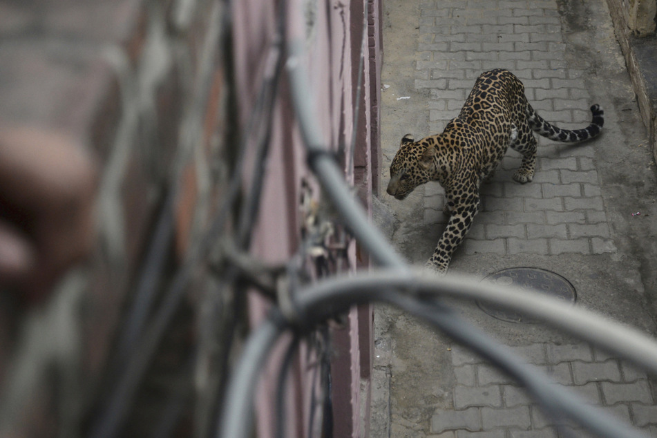 Raubtier war auf Nahrungssuche: Leopard verletzt 15 Menschen in Stadt