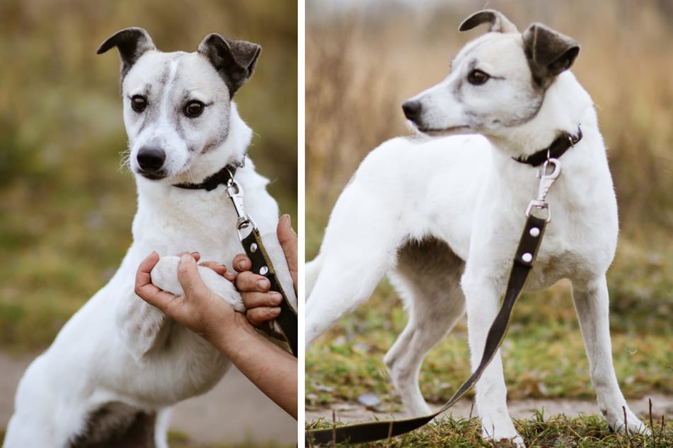 Yuki byla naposledy spatřena na Bautzner Straße v úrovni mostu Waldschlößchen, ale mezitím mohla už dorazit i do drezdinské Heide.