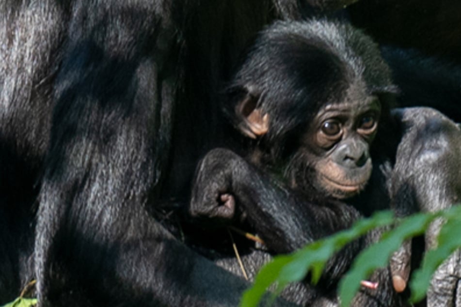 Balina, ein neues Bonobo-Baby, ist im Kölner Zoo geboren worden.