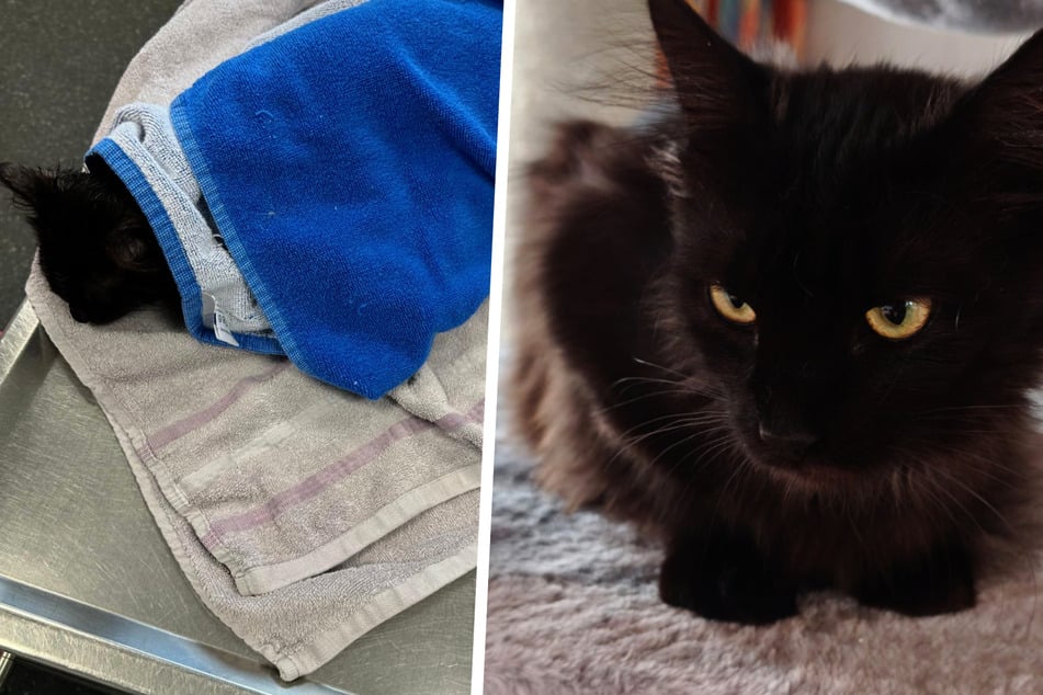 Tierschützer voller Freude: Endlich gibt es gute Nachrichten vom todkranken Katerchen "Besen"!