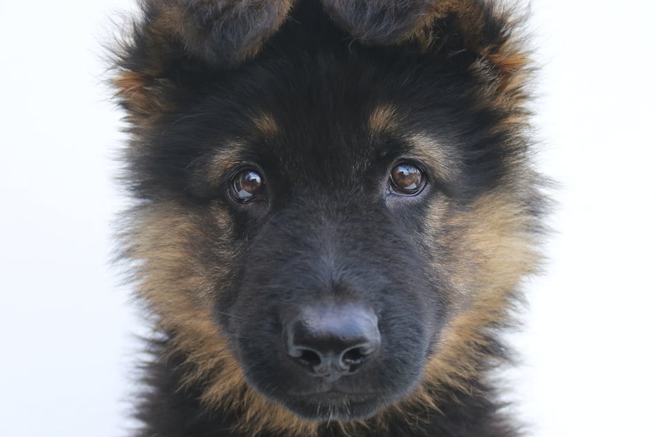 There are few dogs more popular and protectively loving than the German shepherd.