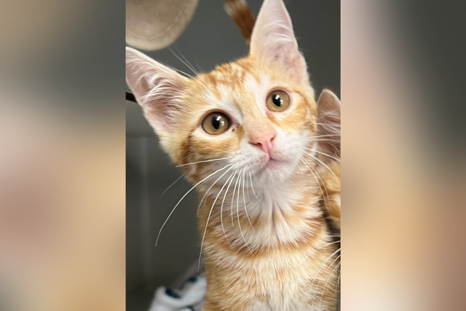 Diese süße Katze wurde von einem Autofahrer auf der A3 gefunden.