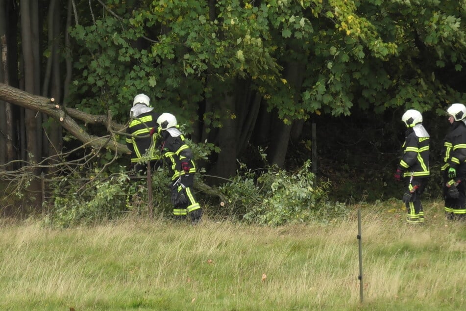 Im Vogtland entwurzelte der Sturm einen Baum.