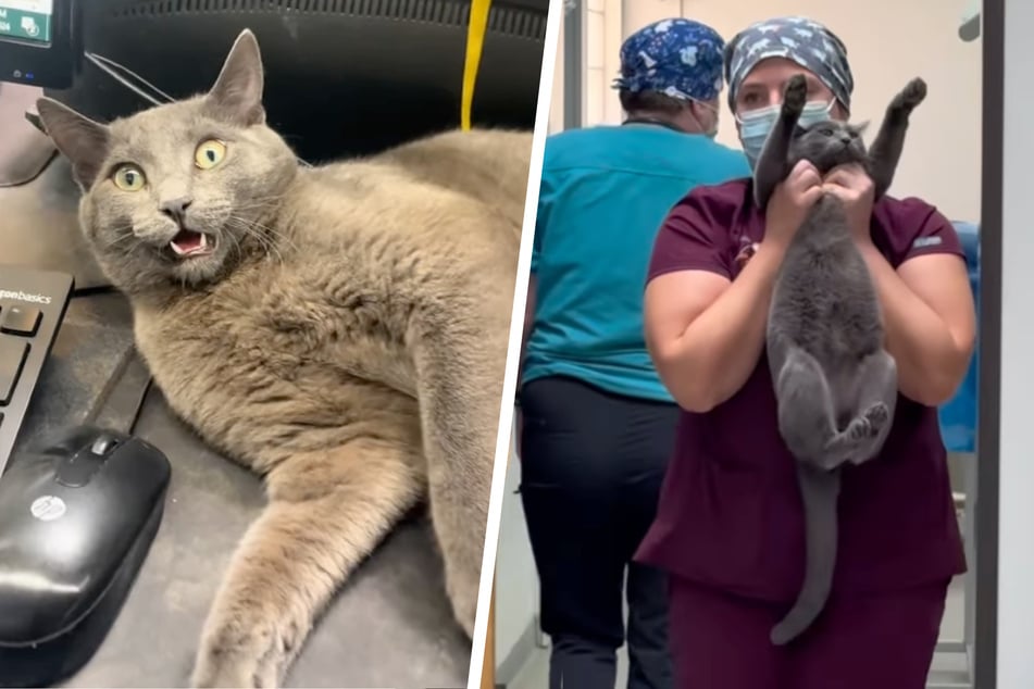 Dr. George the cat regularly keeps his human colleagues on their toes.