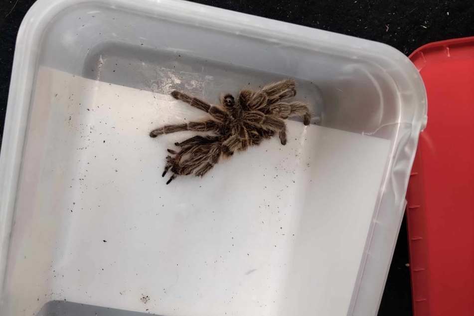 A woman in England found this tarantula in her apartment after her cat dragged it in.