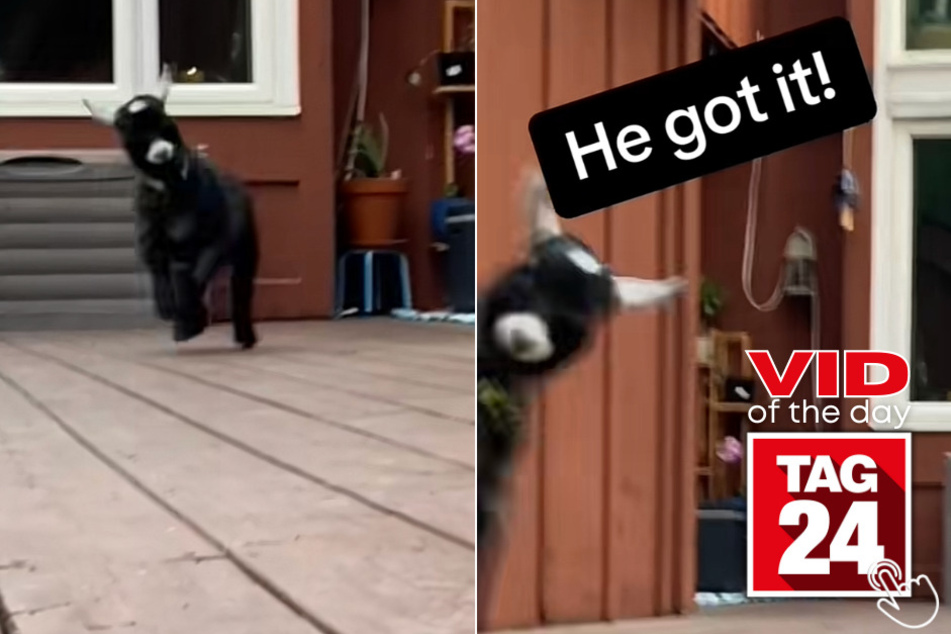 Today's Viral Video of the Day features a baby goat learning how to run and skip from his helpful owner!