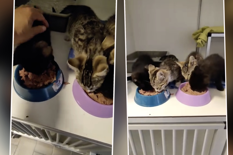 Das Tierheim versorgte die hungrigen Kitten mit Futter.