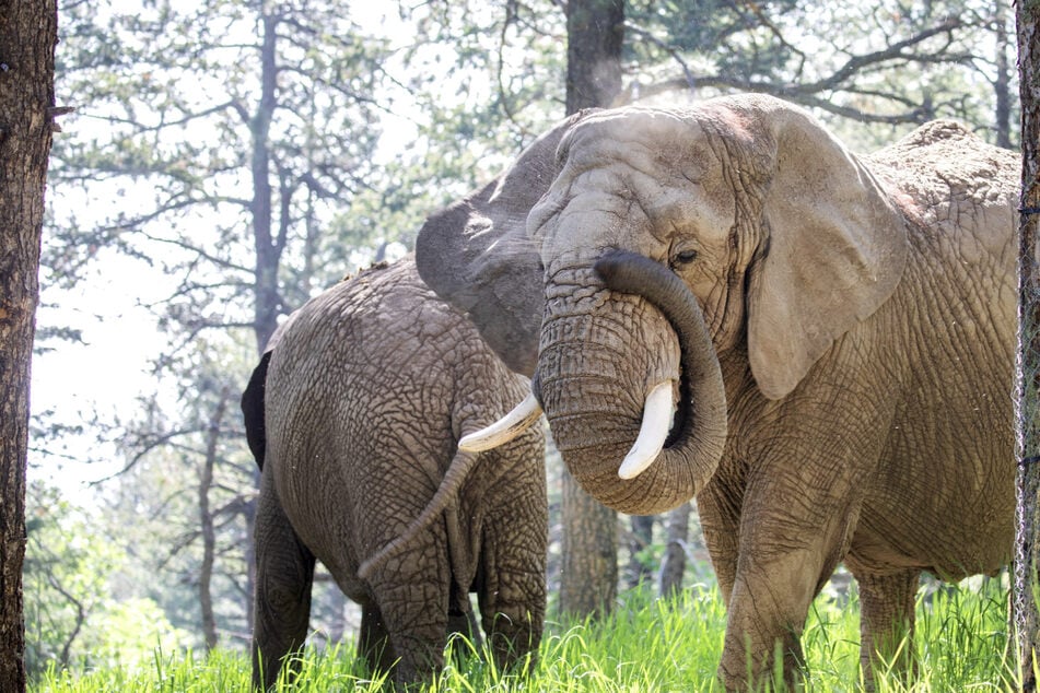 The Colorado Supreme Court ruled that non-human animals are not entitled to "habeas corpus," a human right, in a case over Cheyenne Moutain's Zoo's five elephants.