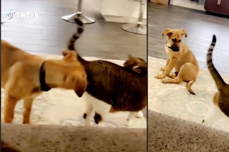 Puppy sniffs cat companion and the stinky whiff has TikTok giggling