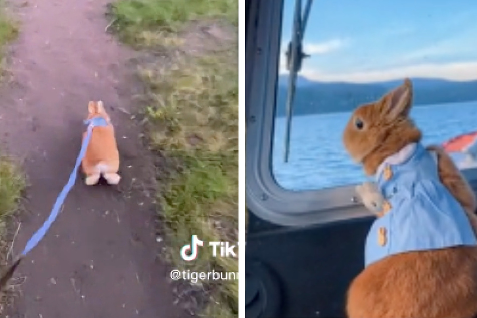 This bunny is always on the go, and his cute travels have TikTokers gushing.
