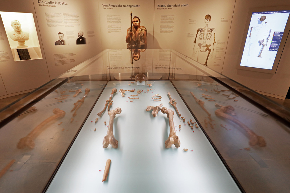 Die Rekonstruktion wurde anhand der originalen Knochen des Neandertalers erschaffen.