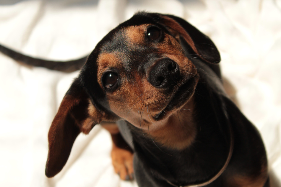 The sausage dog, or Dachshund, is one of America's favorite doggos.