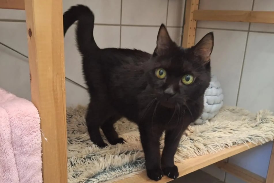 Katze Mosia aus dem Hamburger Tierheim sucht ein liebevolles Zuhause, in dem sie ihre letzten Tage verbringen kann.