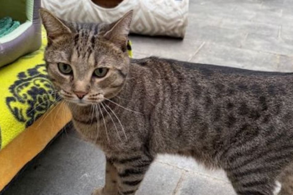 Das Tierheim Köln-Dellbrück sucht ein schönes Zuhause für den noch jungen Europäisch-Kurzhaar-Kater.