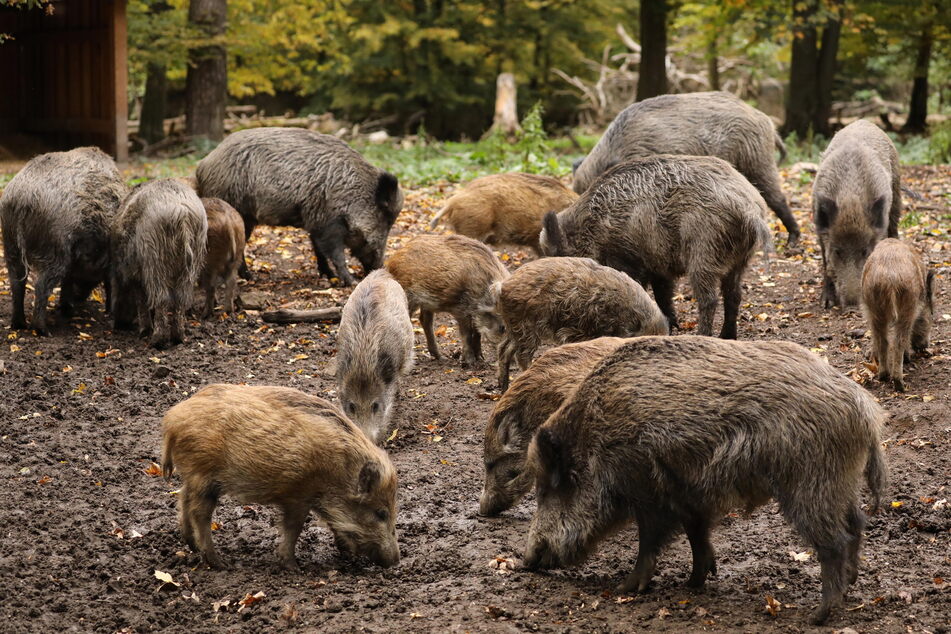 Diese Schweine müssen laut Gesundheitsministerium alle erschossen werden.