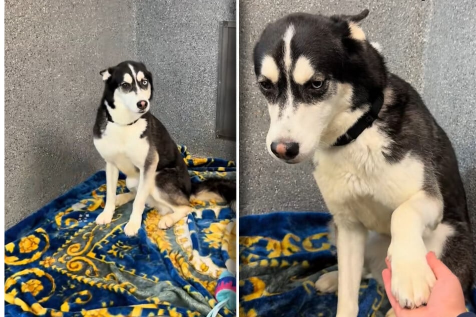 Die Körpersprache sieht eindeutig aus: Husky Axel leidet sehr unter seiner aktuellen Lage.