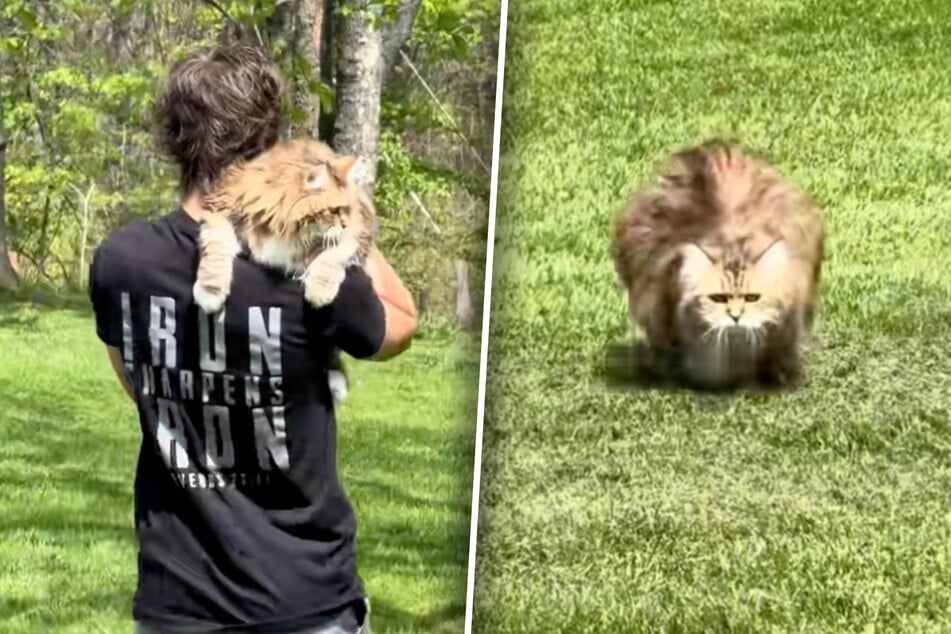 Dicke Katze erhält Sport vom Arzt verschrieben: Was sie dann tut, sorgt für Fragezeichen