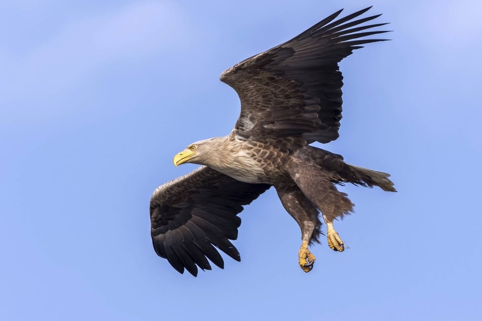 Eine der größten Seeadler-Populationen Sachsens befindet sich in diesem Biosphärenreservat, da sie hier ideale Lebensbedingungen vorfinden. (Symbolfoto)