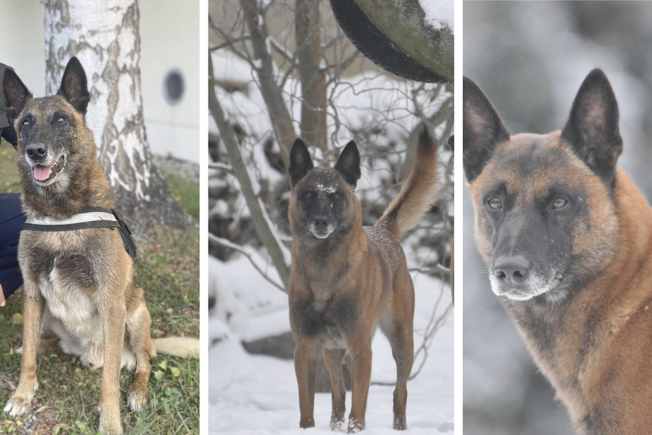 Privatfotos von Hundeführer und Herrchen Jörg Siebert zeigen einen sehr aufmerksamen Artus in winterlicher Landschaft. Künftig hat Artus noch mehr Zeit, sich seiner Freizeit zu widmen.