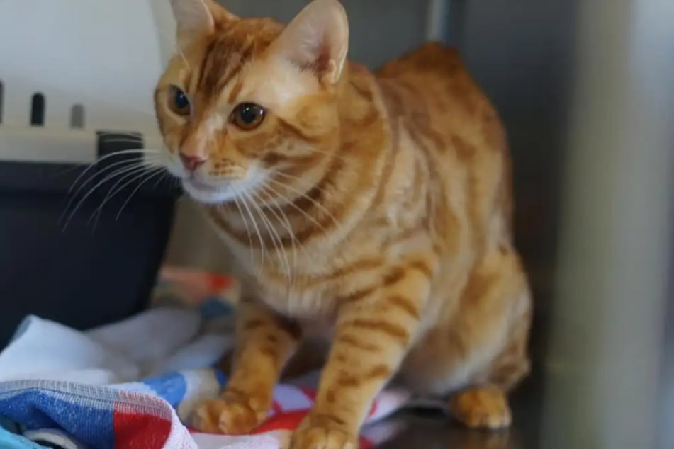 Kater Yukon aus dem Hamburger Tierheim ist auf der Suche nach einem richtigen Zuhause.