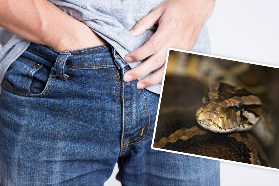Unter anderem schmuggelte der 30-Jährige die Reptilien in seinen Hosentaschen und in seinem Schritt mit. (Symbolbilder)