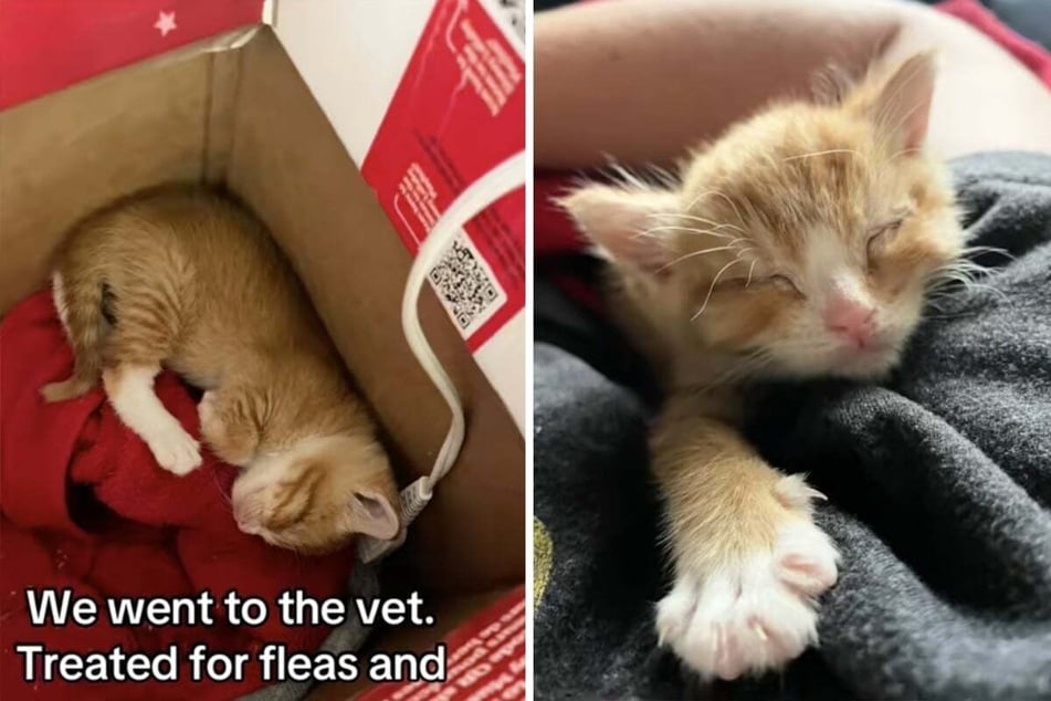 Abandoned kitten saved by the "cat distribution system" in heartwarming tale