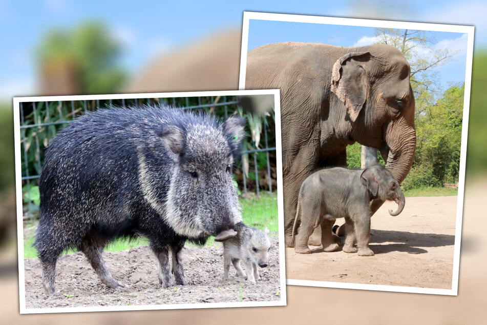 Der Zoo Leipzig freut sich über seinen Nachwuchs. Neben der Namens-Suche für das Elefanten-Kalb, macht sich auch das Pekari-Baby prächtig. (Bildmontage)
