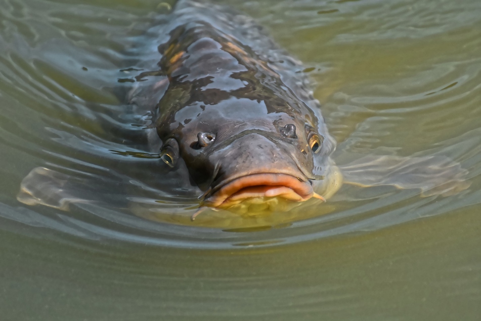 Interessant, warum alle hinter diesem Fisch her sind...