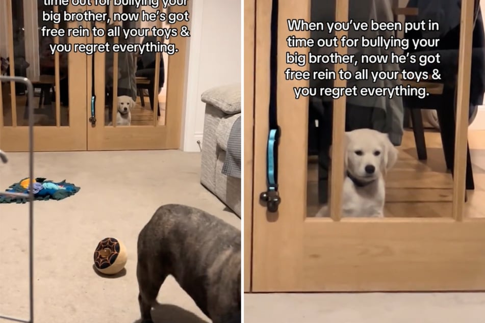 Le Golden Retriever est envoyé dans un coin pour se battre avec son frère, et sa réaction fait fondre les cœurs.