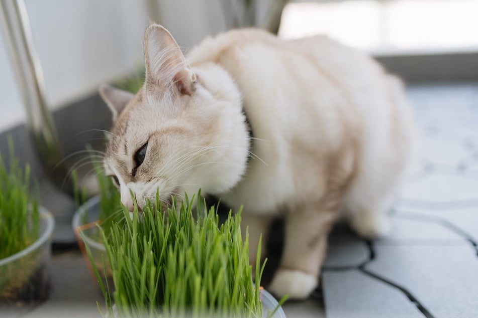 Katzen wissen instinktiv, wie viel Katzengras nötig ist, um sich zu erbrechen.