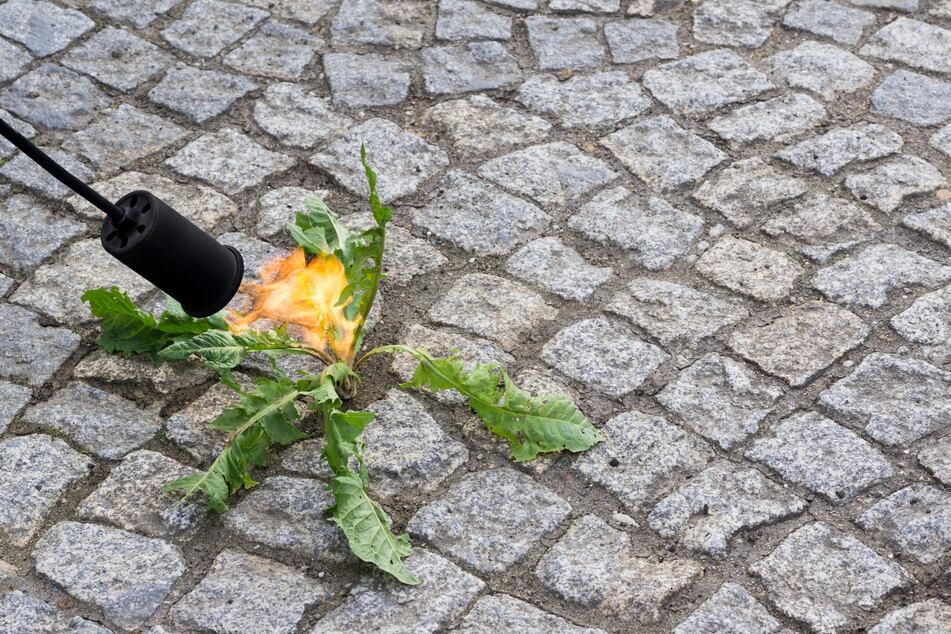 Für die thermische Unkrautvernichtung mit einem Abflammgerät muss man sich glücklicherweise nicht bücken.