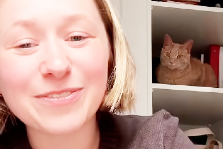 Frau kauft sich neuen Ikea-Schrank: Die Reaktion ihrer Katze kostet sie 5000 Dollar