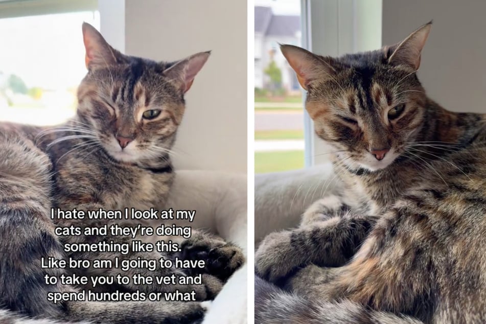Ihr Frauchen machte sich große Sorgen, doch auf TikTok brachte die Katze viele Zuschauer zum Lachen.