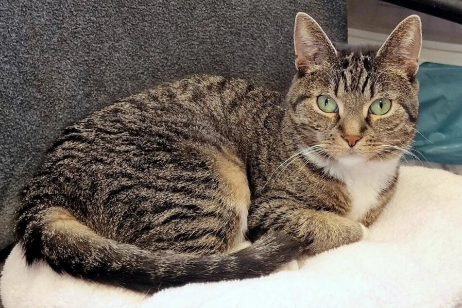 Katze Nana aus dem Hamburger Tierheim sucht ein liebevolles Zuhause.
