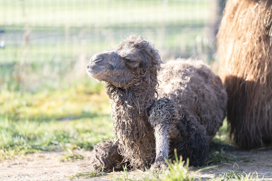 Dieses süße kleine Fohlen ist am Freitag im Zoo in Stuttgart geboren.
