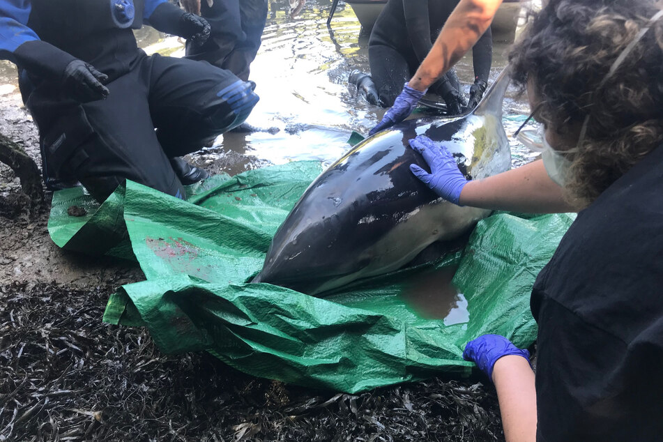 Der Delfin blieb im Flachwasser einer Mündung des Flusses Mawgan Creek stecken.