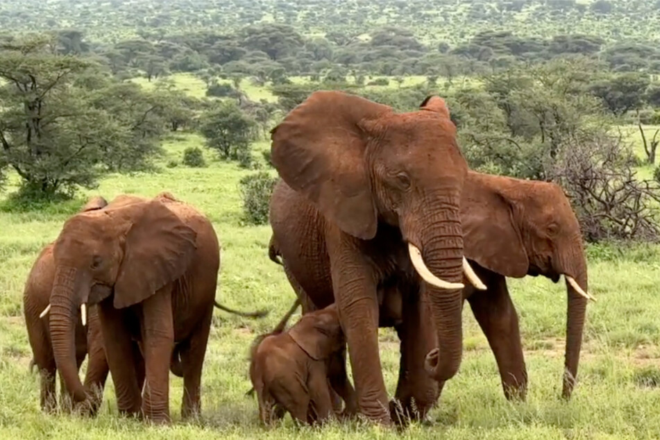Alto with her new baby twins and herd in the Samburu National Reserve in northern Kenya.