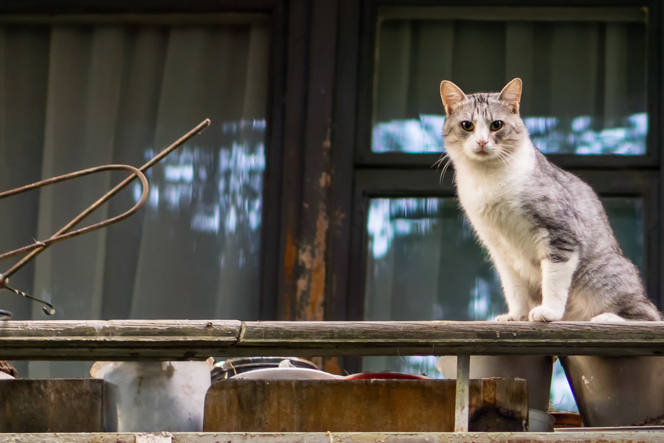 Um ihre Katze von einem Balkon zu retten, kletterten zwei Bewohner mit einer Leiter am Haus hoch. (Symbolbild)
