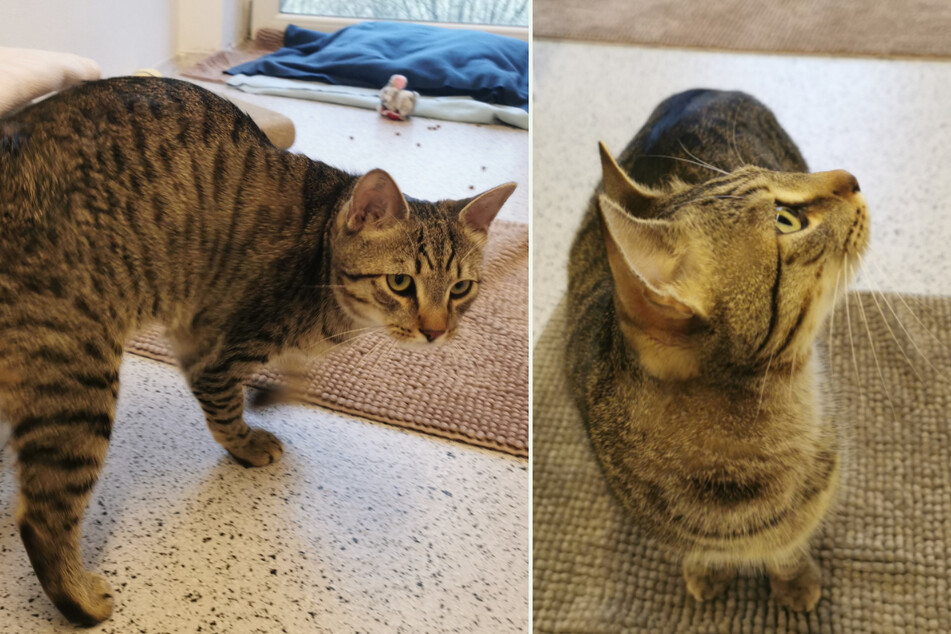 Warum will niemand Speedy haben? Kater wünscht sich sehnlichst neues Heim mit Katzen-Kumpel
