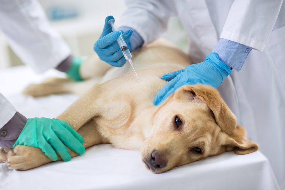 Dog owners are advised to have their pets vaccinated (stock image).
