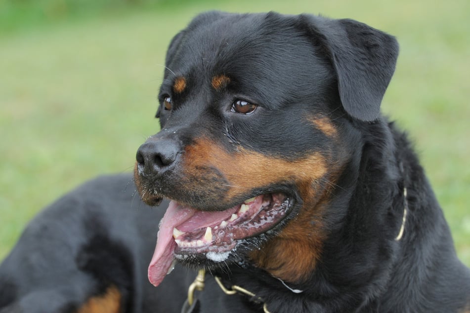 Genau wie Rottweiler (Foto) braucht auch ein Rottie Poo mentale Herausforderungen.