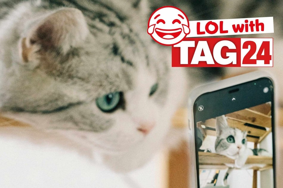 Joke of the Night for November 29, 2025: A cat funny for Caturday night.