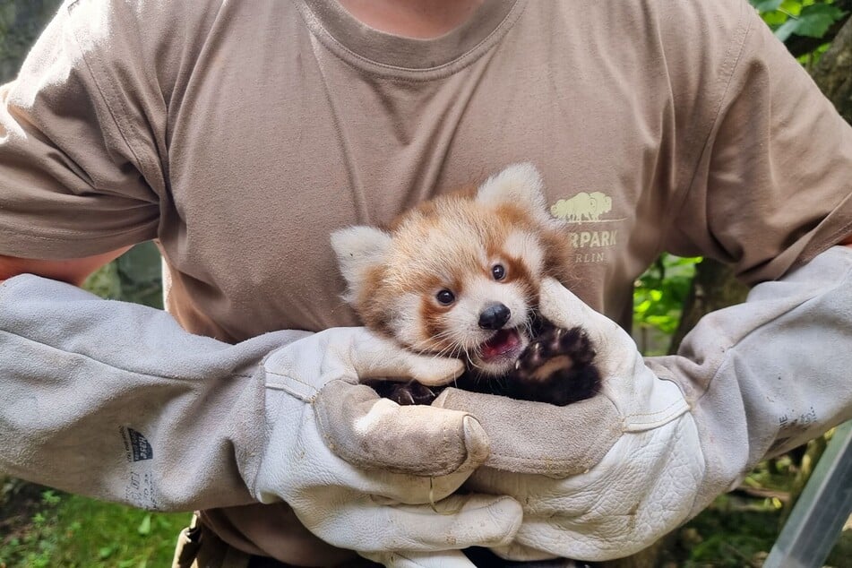 Lisa Hari und Freddy Kumar heißen die zwei Roten Panda-Babys aus dem Berliner Tierpark.