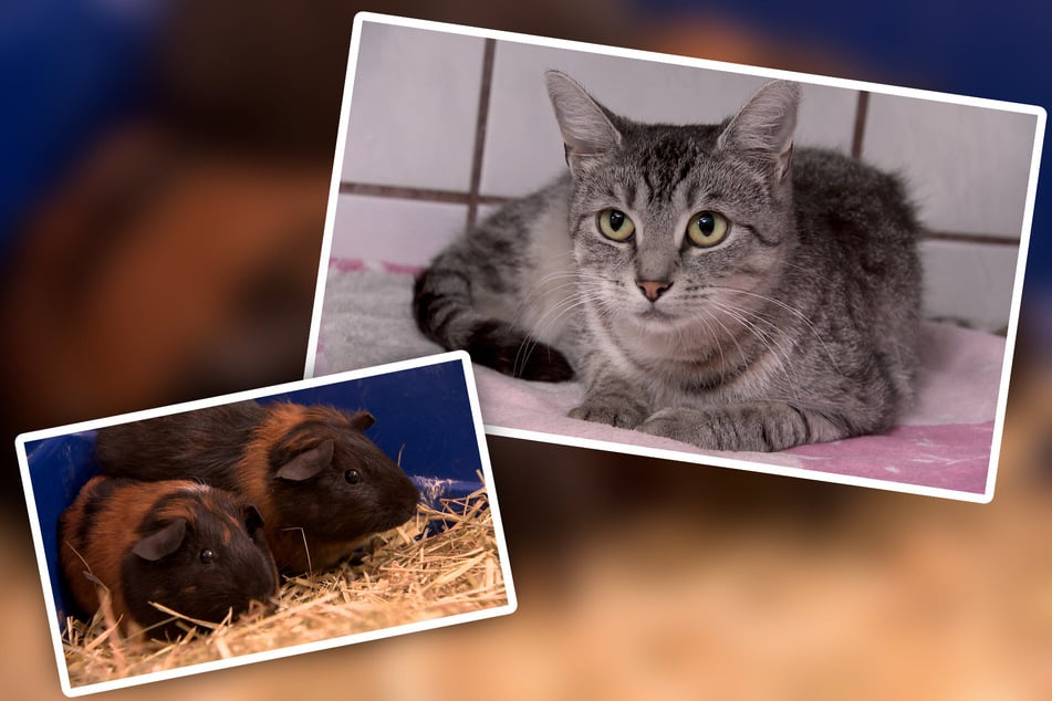 "Tierisch tierisch": Dreibeinige Katze Lotti sucht verständnisvolle Menschen