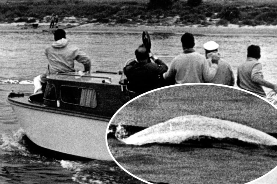 Timmy war nicht der Erste: Auch NRW hatte mal einen Wal auf Abwegen